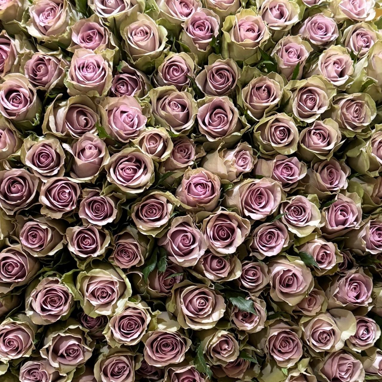 3459