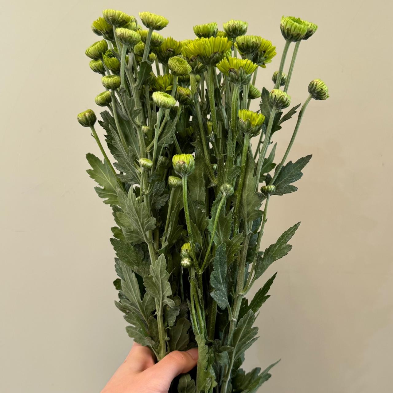 3645