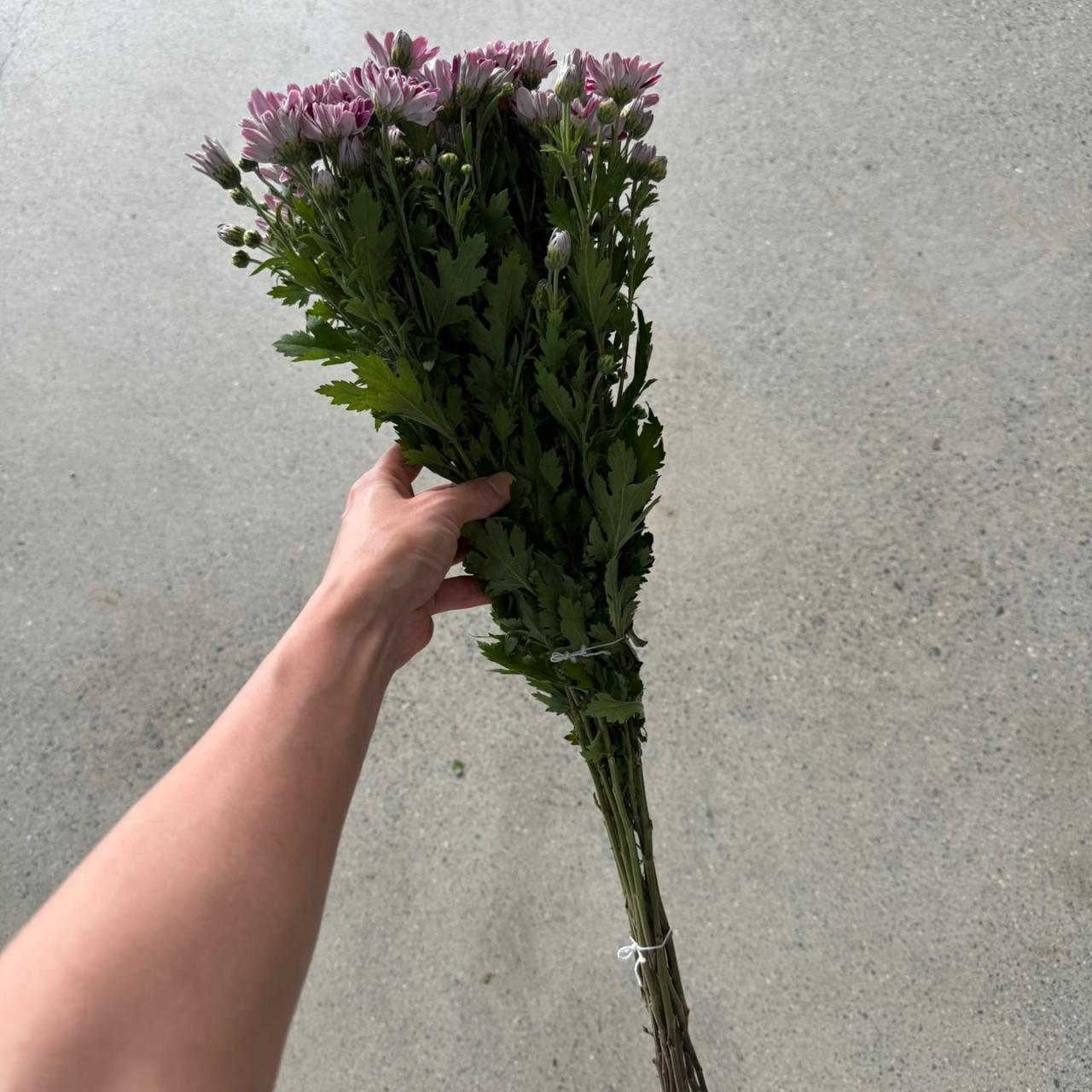 4258