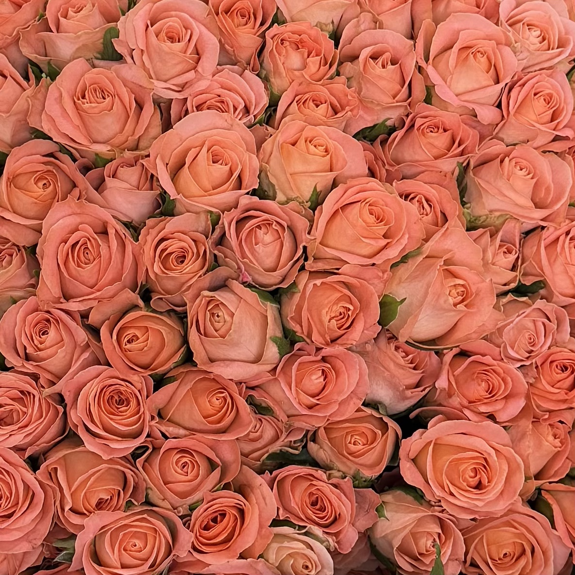 4281
