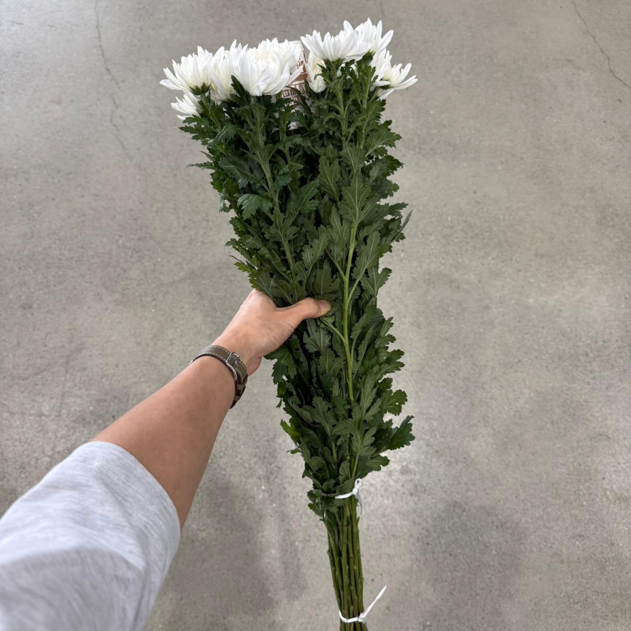 4594