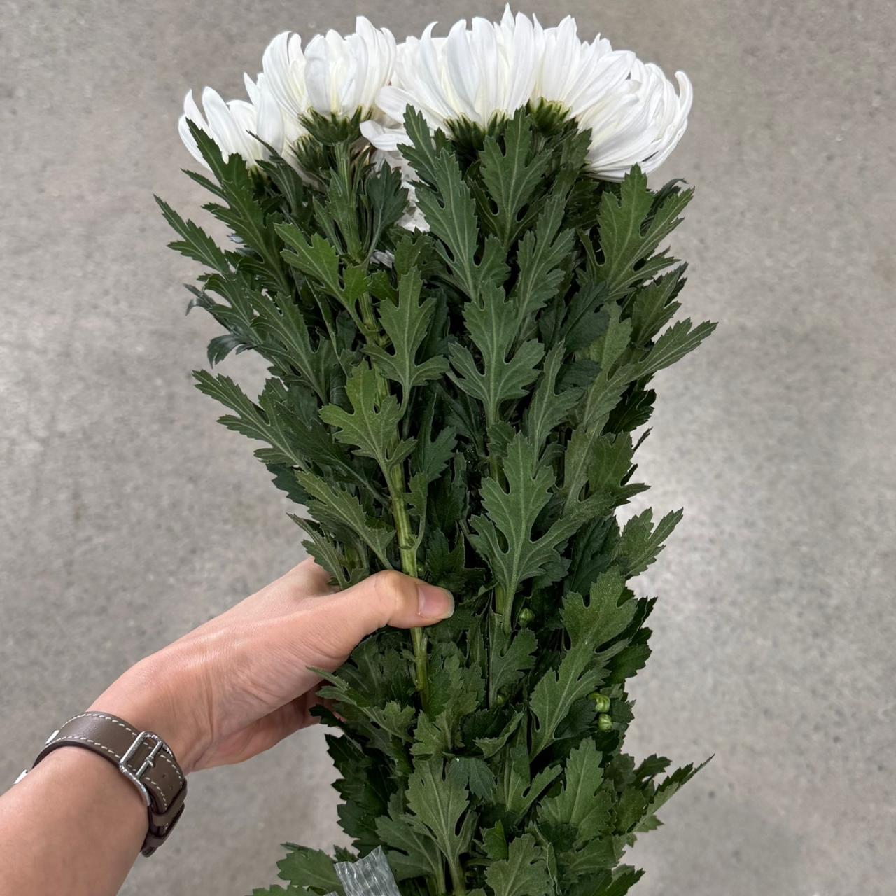 4591