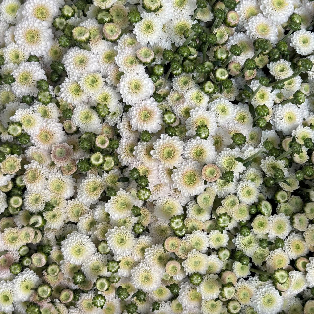 4659